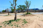 El ayuntamiento recurrirá la sanción porque la CHJ sí autorizó la plantación de árboles 