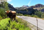 Una vaca viendo pasar los coches